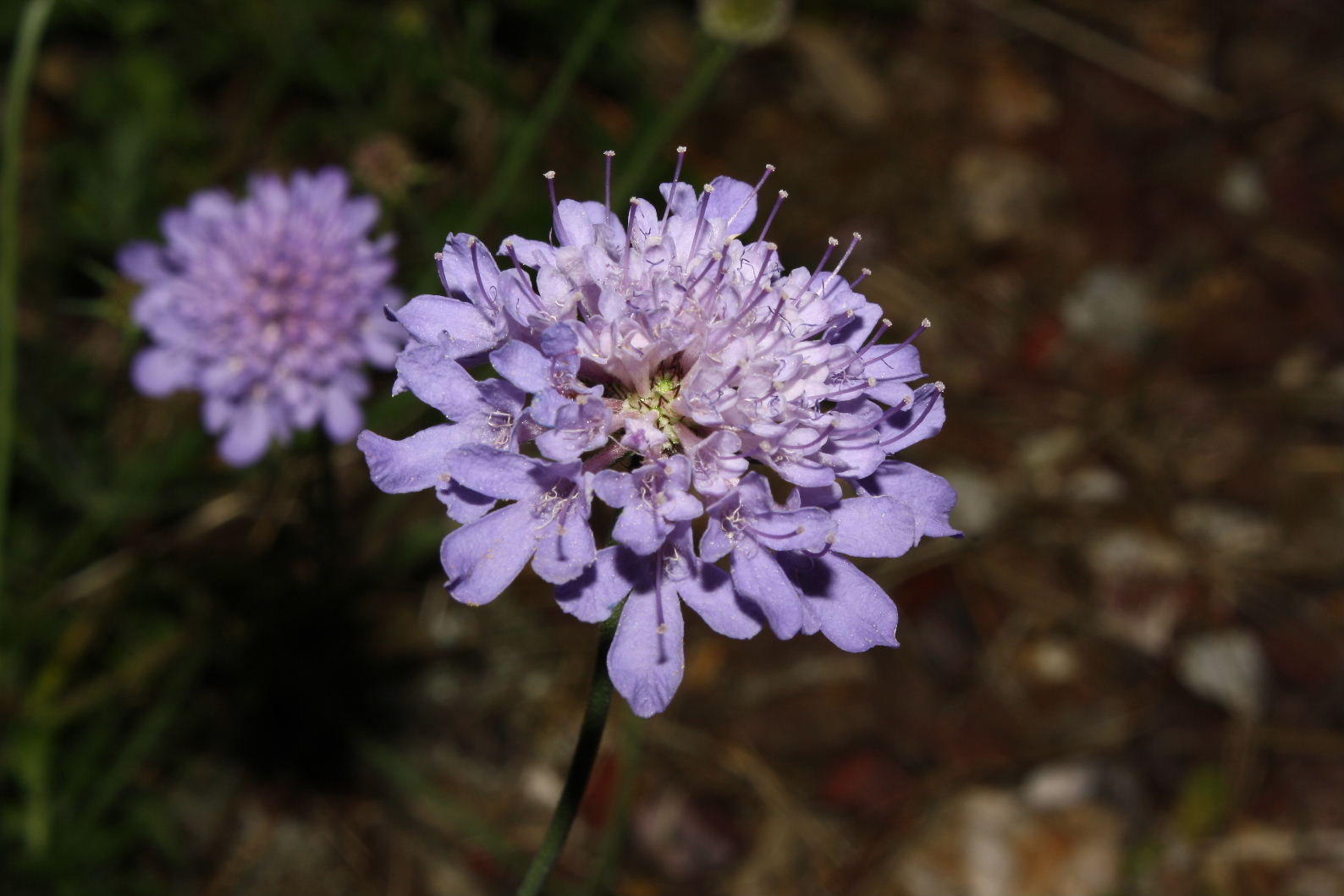 Scabiosa ?? da determinare � 2